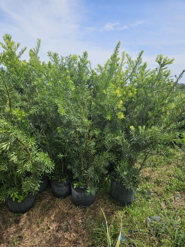 huge Podocarpus over 5 to 6 feet tall Instant Privacy Hedge for fence