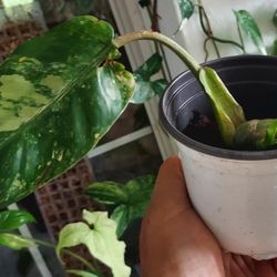 PHILODENDRON DOMESTICUM VERIGATED 