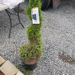 Bushes and trees for sale $20 each