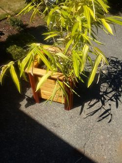 Golden bamboo and container