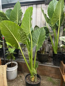 Elephant Ear Plants 