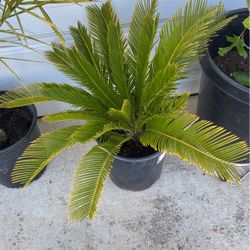 Plant With Pot 