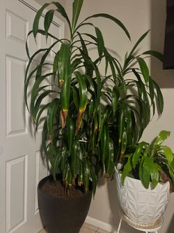 Live plants