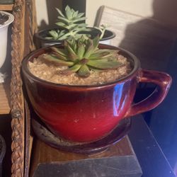 Coffee Cup Succulent Display 