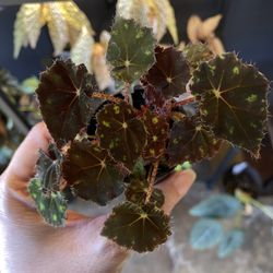 ✨Begonia Kit Kat✨