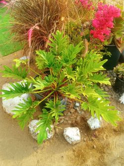 Plant