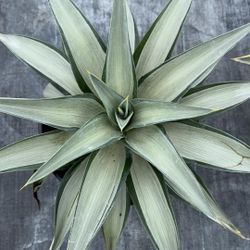 Silverstar Agave – 3 Gallon – Stunning, Low-Maintenance Succulent 🌵 