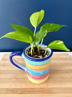 Golden Pothos in Hand-Painted Ceramic Mug