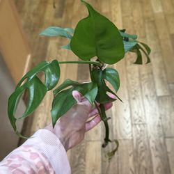 Rhaphidontora Tetramonstera monstera mini cutting with roots