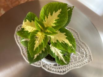 Coleus Plant Green and Yellow Variegated