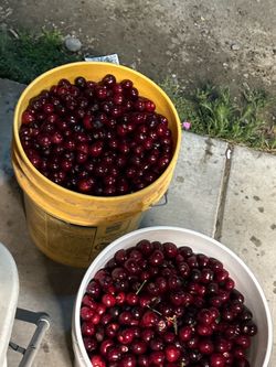 Cherries