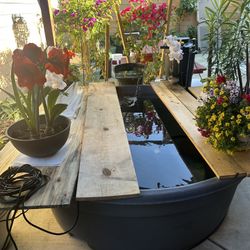 Koi Pond 