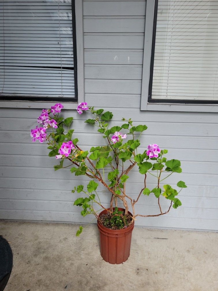 Geranium Plant!