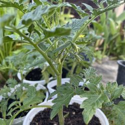 Tomato Plants