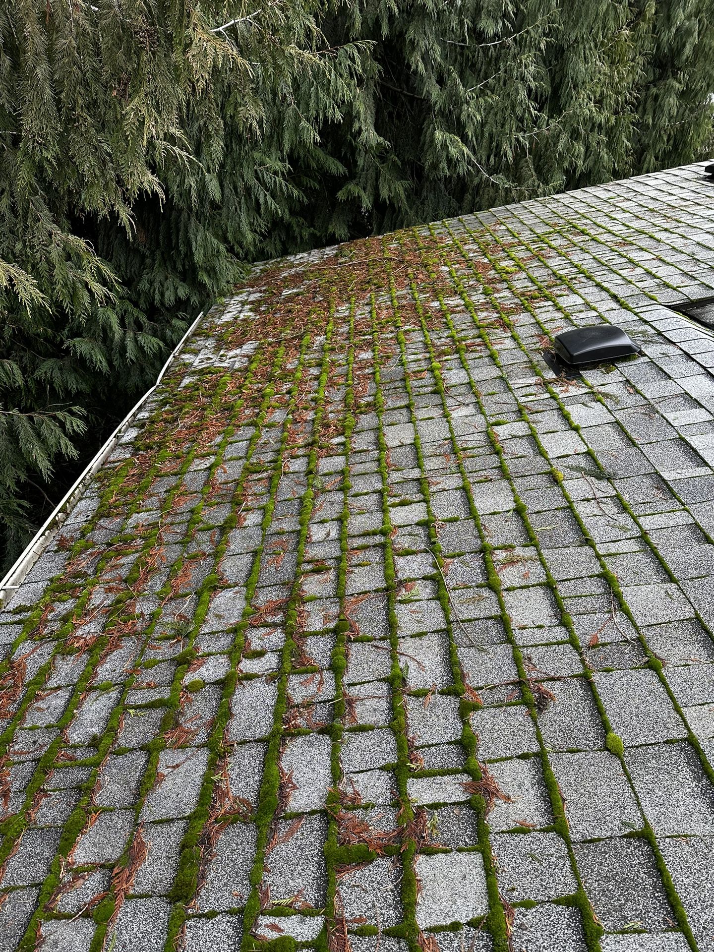 Roof Clean/Moss Treat/Gutter Clean