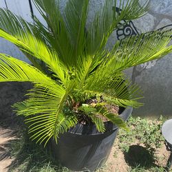Sago Palm