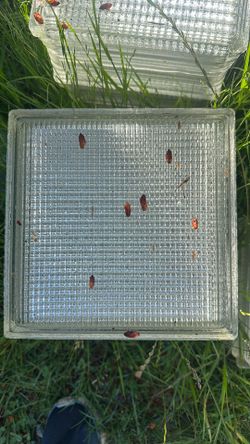 Glass tile blocks