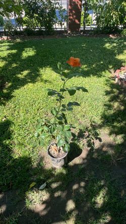 Planta de Rosal salmón