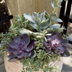 Potted Living Succulent Arrangement For Outdoors