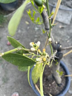 Lemon Tree Mexican Lemon