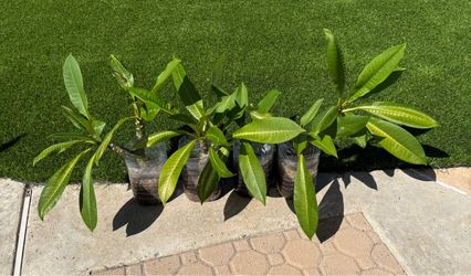Plumeria’s 4 @ $15 each