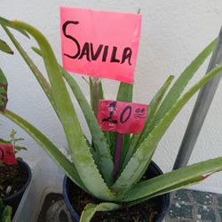 Sabila
