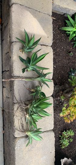 Agave &  Pups and jade