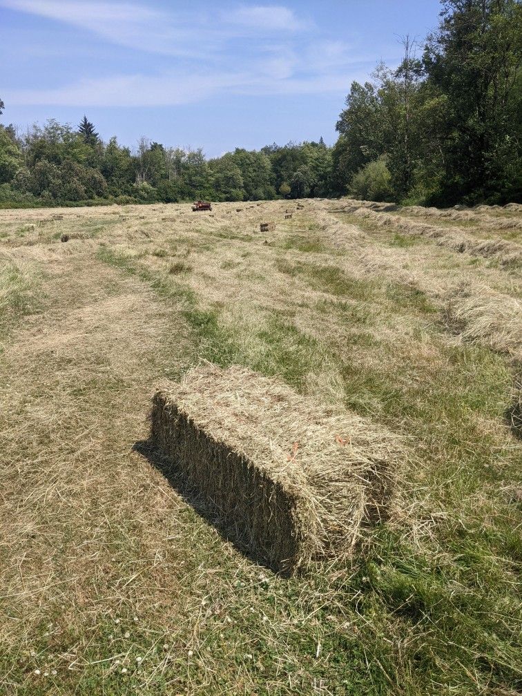 Hay For Sale!!