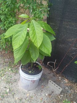 Healthy Avocado tree
