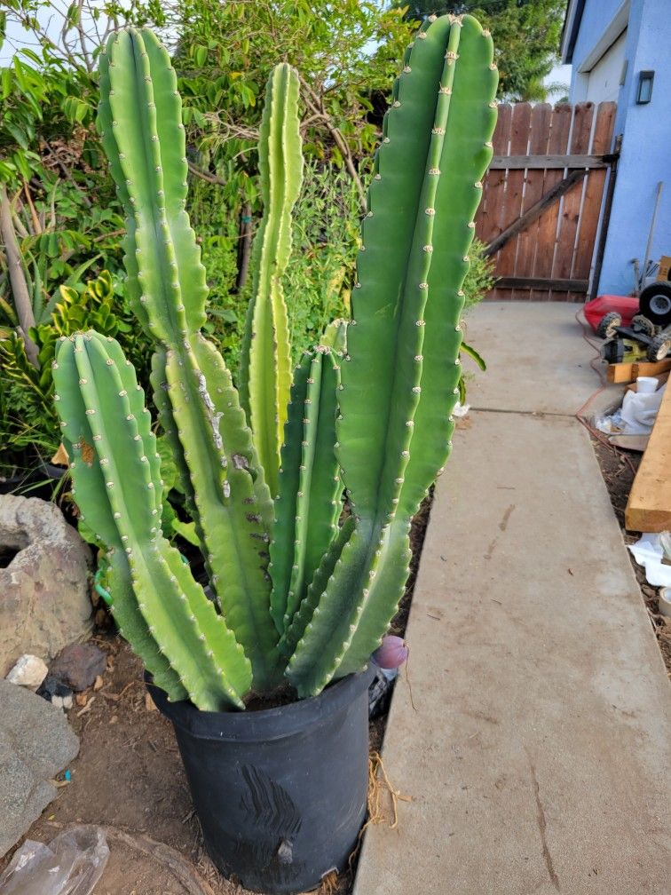 Cactus 🌵
