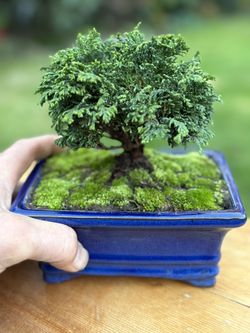 Shohin Bonsai