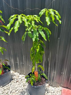 Indian mango tree-$25- West Kendall