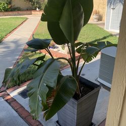 Bird Of Paradise $80