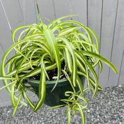 Curly Spider Plant In 10” Hanging Plastic Pot 