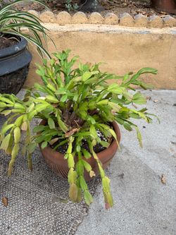Large Established Holiday Cactus in Textured Clay Pot