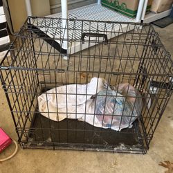 Medium size dog kettle