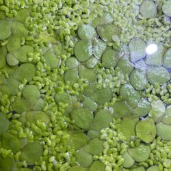 Duel Floating Plant Bundle Aquarium Plant 