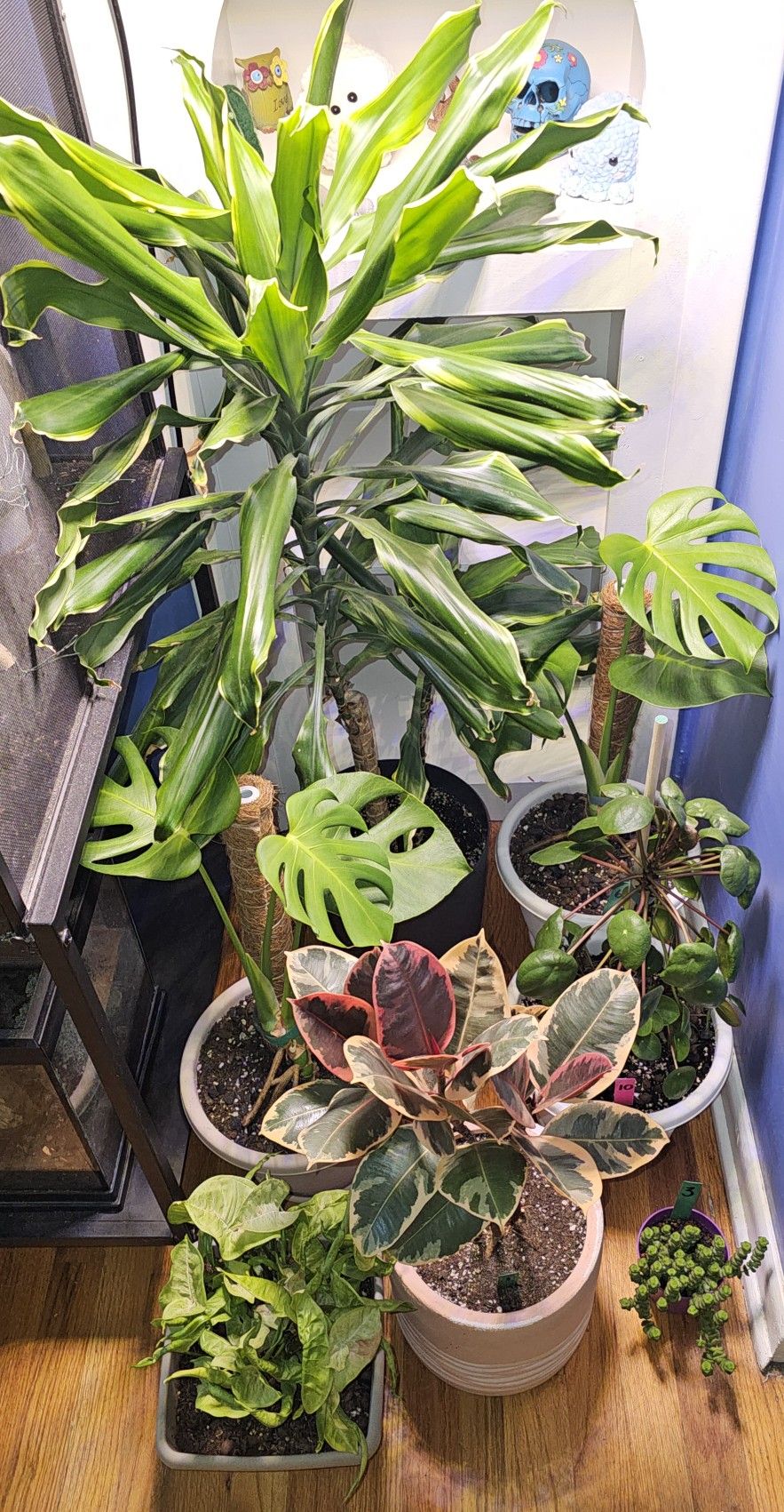 Houseplants For Sale