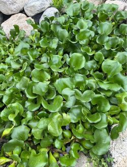 Water hyacinth pond plants