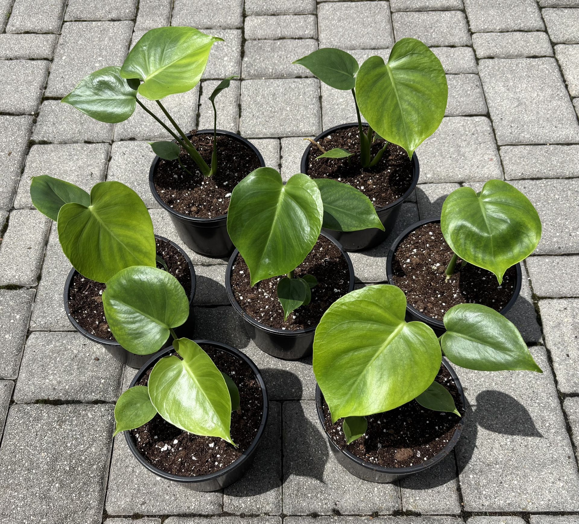 Monstera Deliciosa Tauerii Starters in 6" Pots