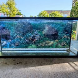Complete 55 Gallon Aquarium Set Up