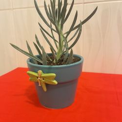 Succulents Plus Mini Ceramic Pots