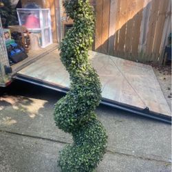 SPIRAL TOPIARY