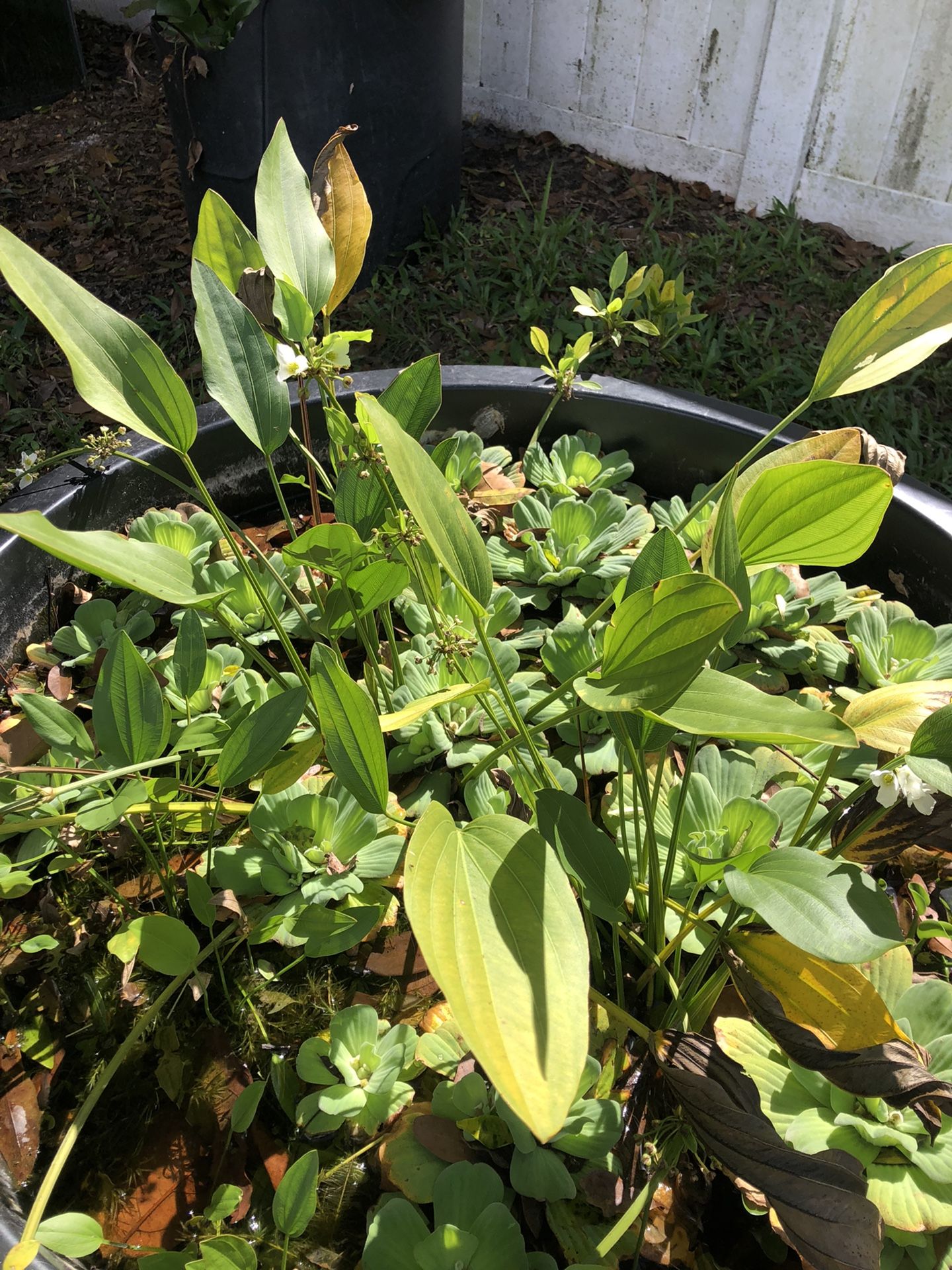 Aquarium And Pond Plants