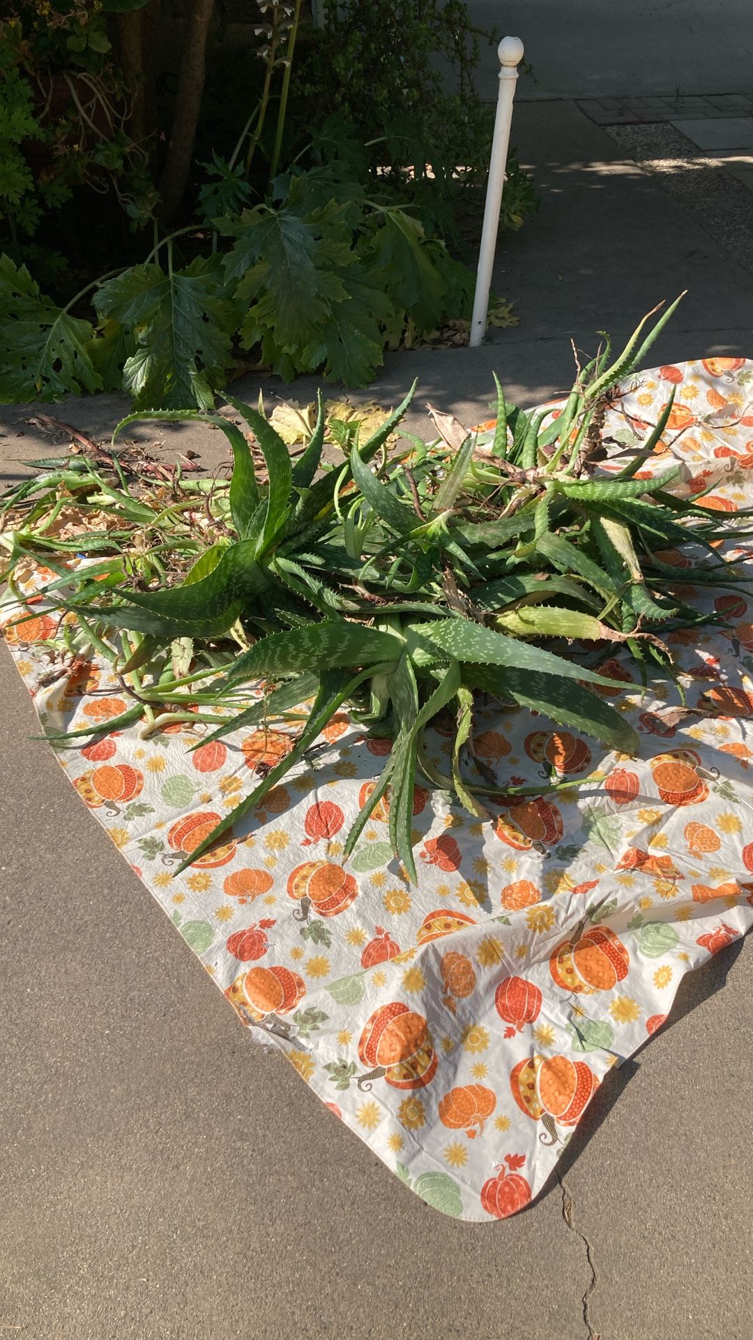50 Aloe Plants $20