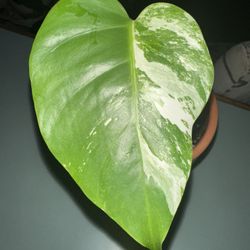 Albo Monstera