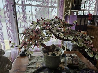 Jade Bonsai Tree