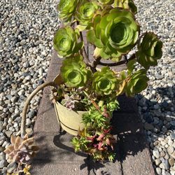 Succulent 