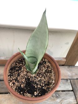 Sansevieria Moonshine