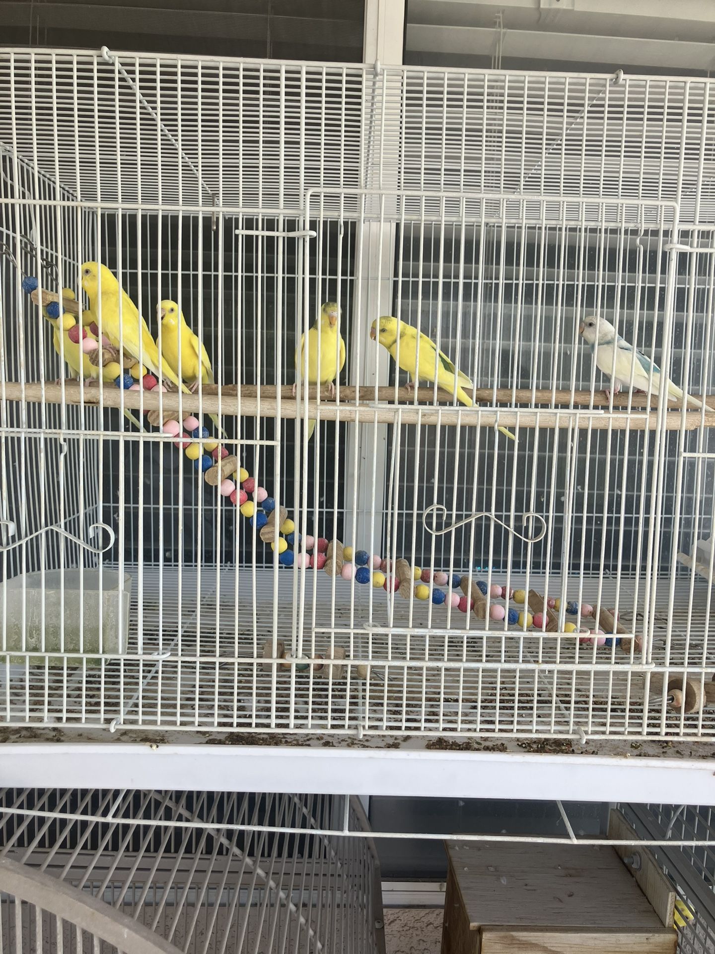 Bird Cage